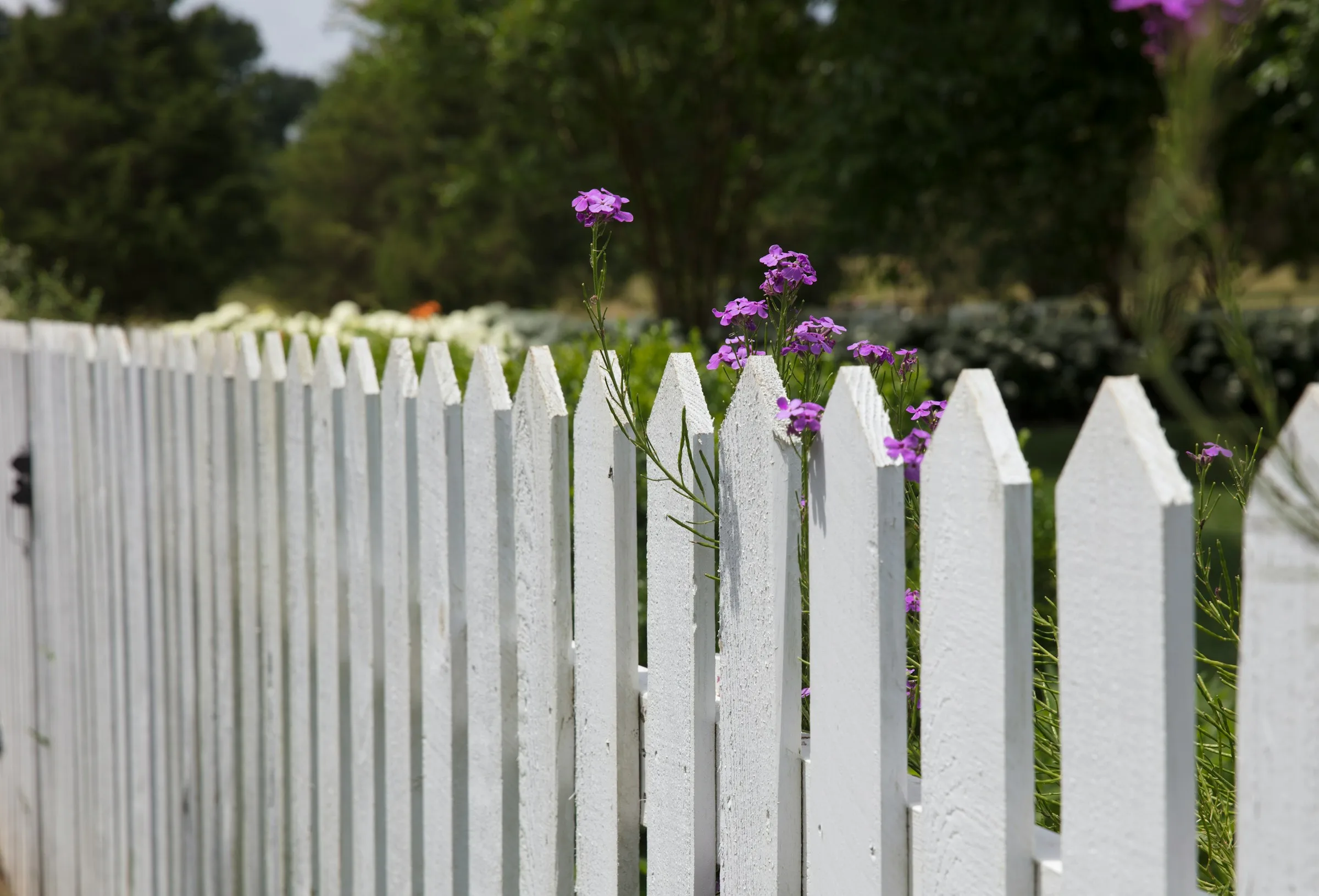 White picket fence surrounded by flowering landscape plants