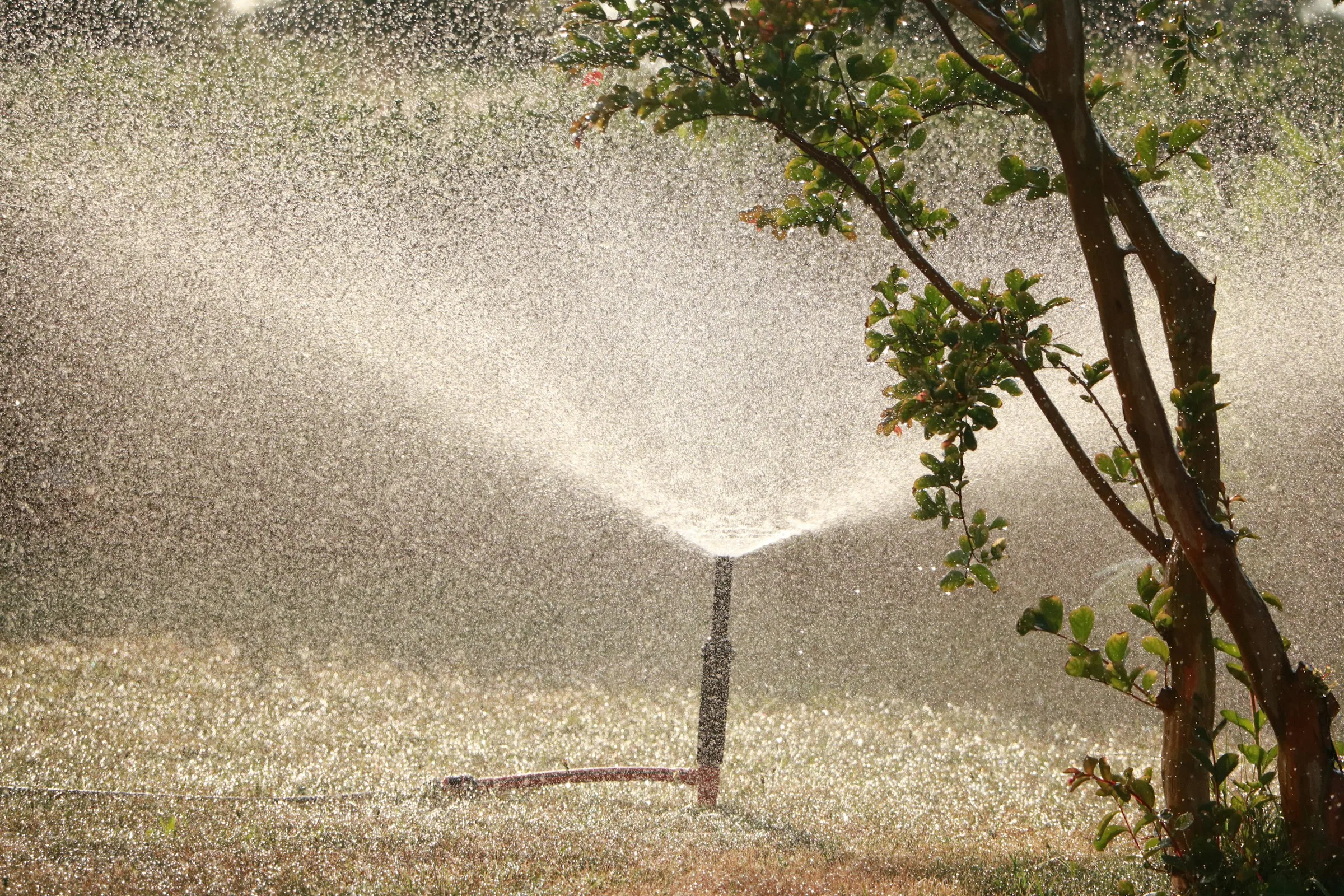 Garden sprinkler watering a landscaped planting area
