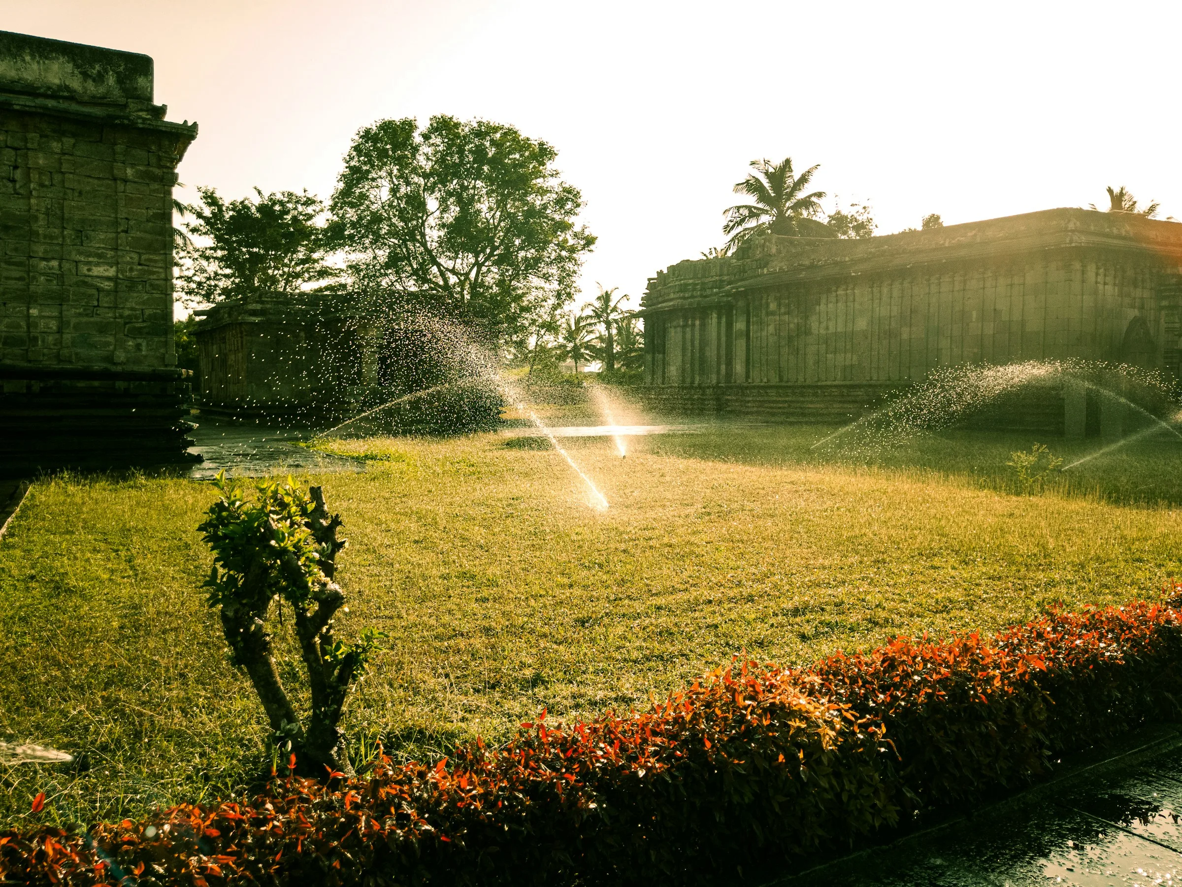 Sprinkler watering a lush residential lawn
