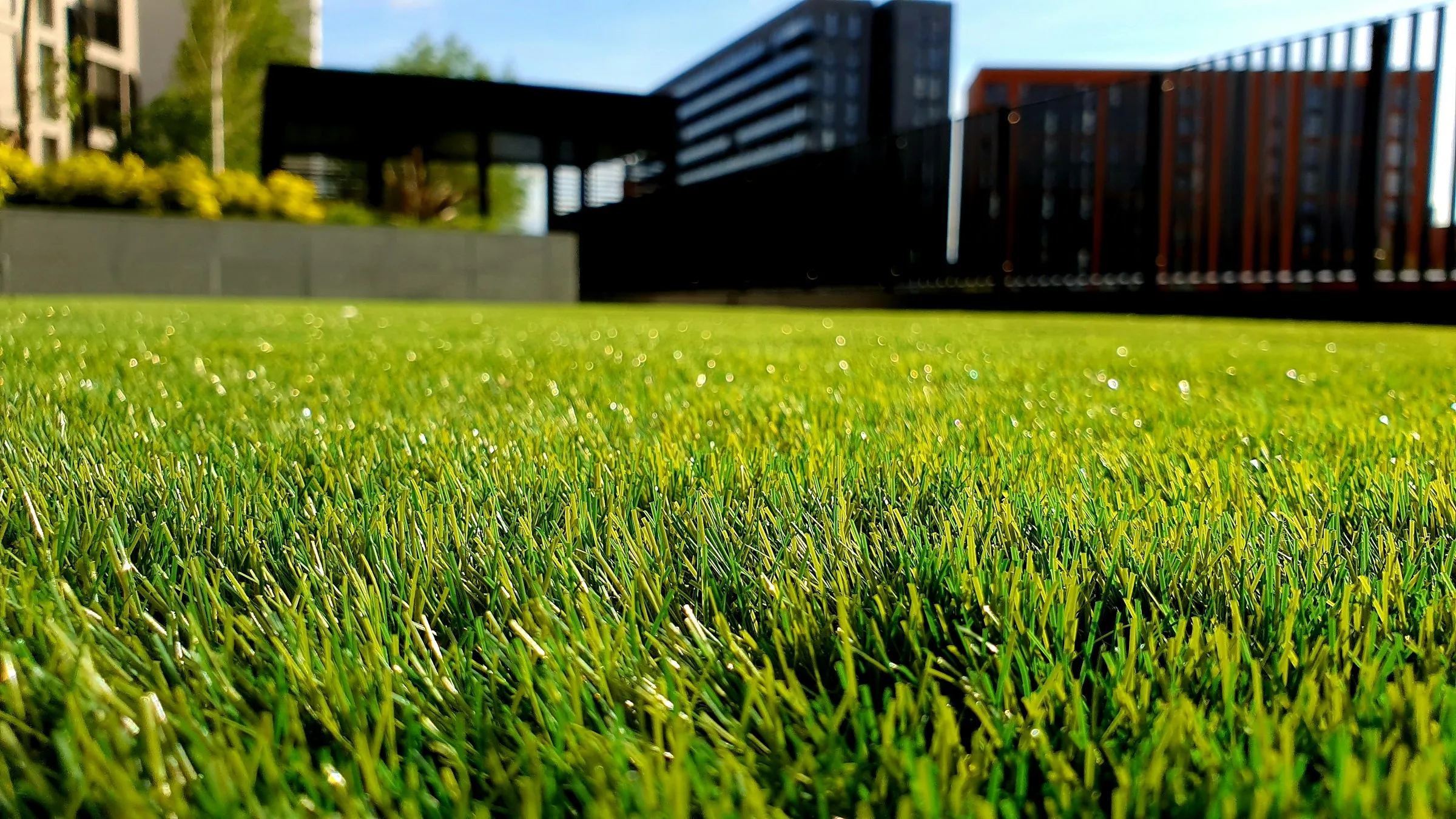 Healthy green lawn in a well-kept residential backyard
