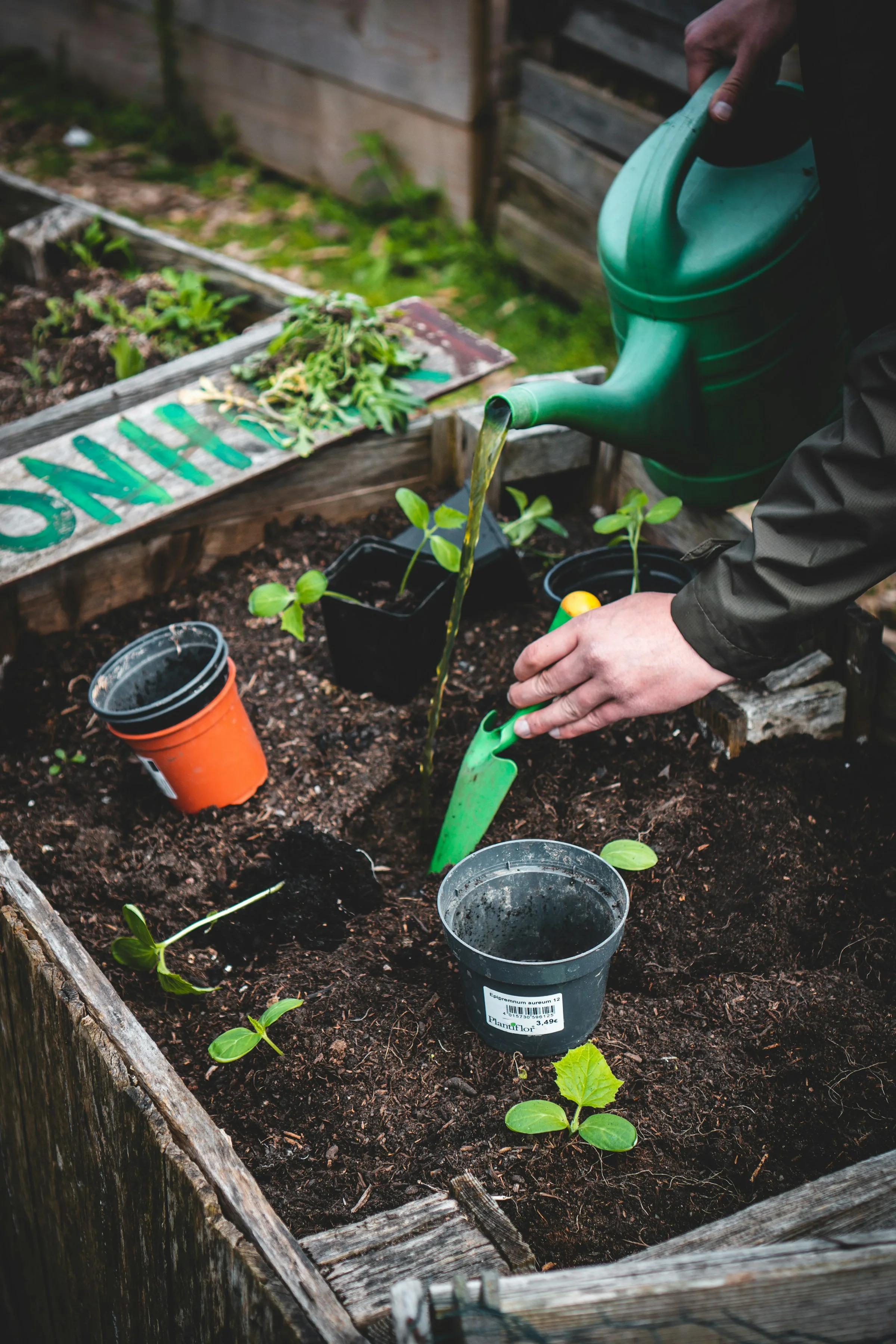 Gardener planting and watering young landscape plants