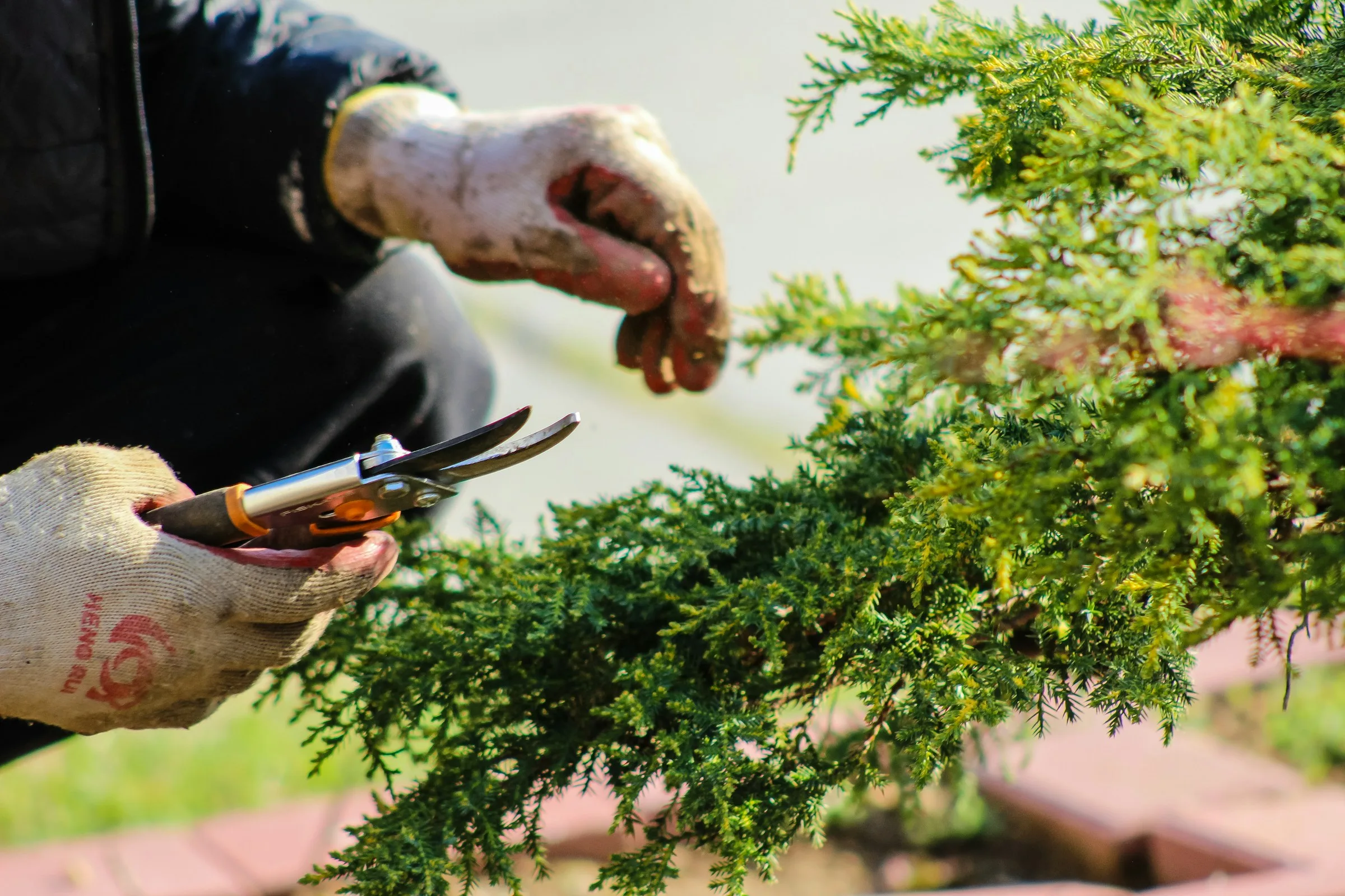 Hands trimming a green shrub with garden shears