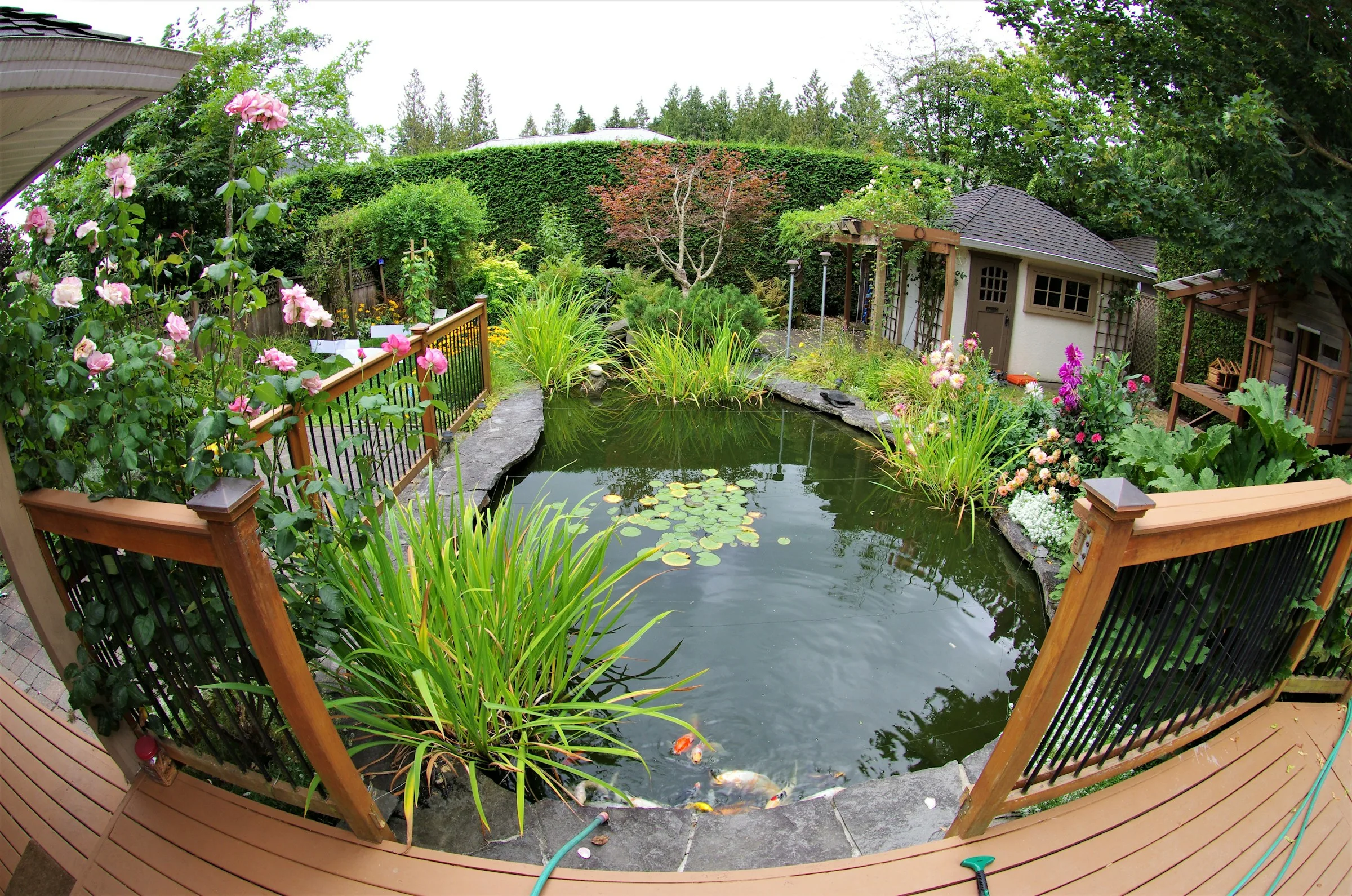 Landscaped garden pond with aquatic plants and a wooden edge