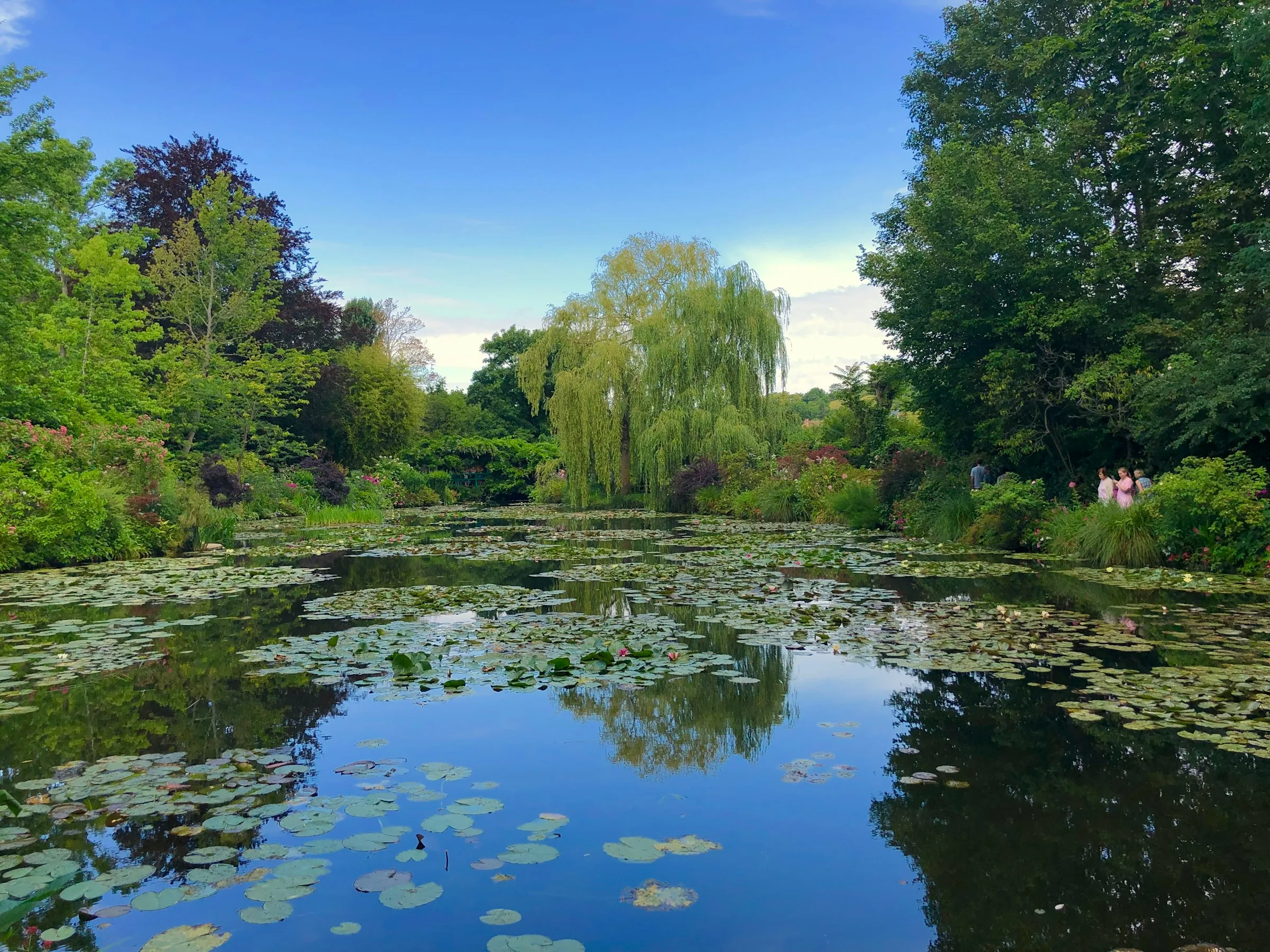 Large landscaped pond filled with water lilies and greenery